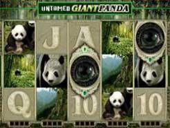 Untamed Giant Panda